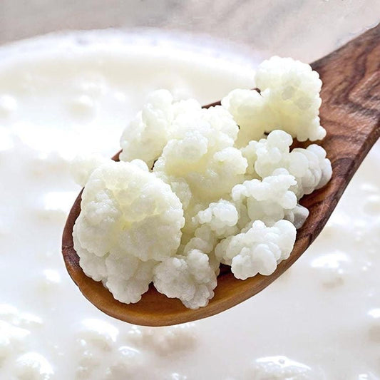Kefir Grains - Make your own Kefir