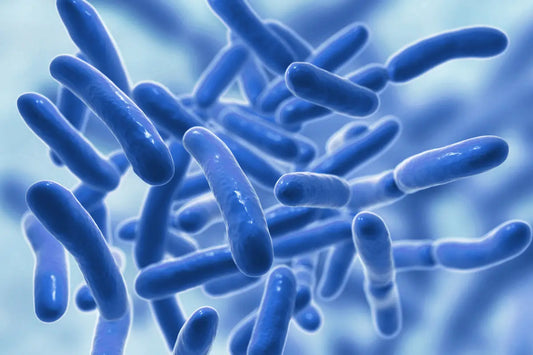 What are Probiotics?